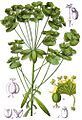 Euphorbia esula Sturm31