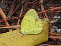 Euremalisafemale