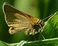 European Skipper (Thymelicus lineola) - Bauline, Newfoundland 2019-08-11