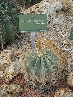 Archivo:Ferocactus flavovirens (Jardin des Plantes de Paris)