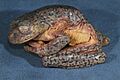GRANT’S TREEFROG Litoria granti (holotype Hyla granti) Setakwa-Utakwa Rivers, Dutch New Guinea, 2nd Wollaston Expedition 1912-1913 (BMNH 1947.2.24.47)