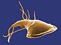 Giardia 1