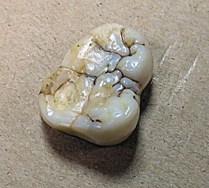 Archivo:Giganthopithecus blacki, molar