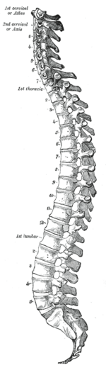 Gray 111 - Vertebral column.png
