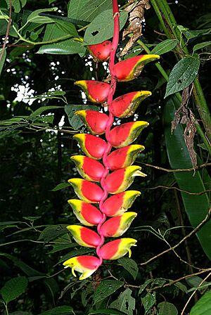 Archivo:Heliconia Rostrata 0003