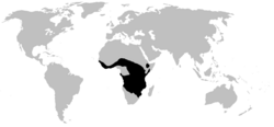 Distribución de Hemisotidae (en negro)