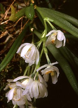 Hintonella mexicana Orchi 002.jpg