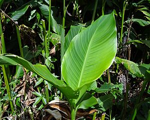 Archivo:Hoja de Canna indica