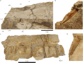 Holotype of Irritator challengeri teeth