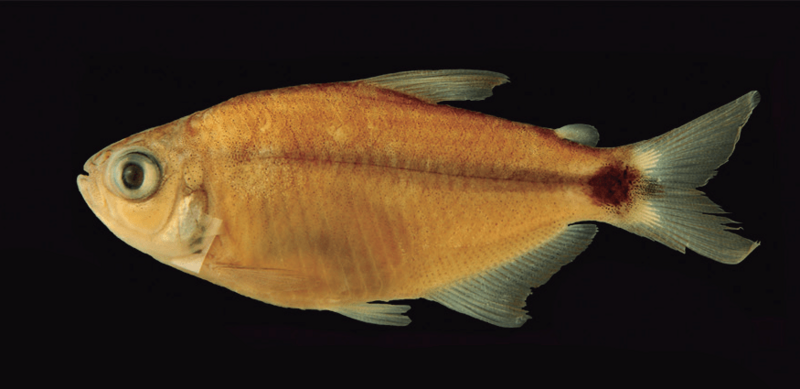 Hyphessobrycon ocasoensis (IUQ-1635)