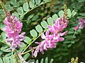 Indigofera tinctoria0