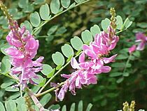Archivo:Indigofera tinctoria0