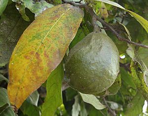 Archivo:Inocarpus edulis, fruit
