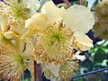 Kiwi Male flower