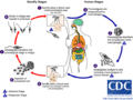 Leishmania LifeCycle