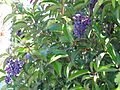 Ligustrum lucidum EnfoqueFrutos 2010-11-05 ParqueGassetCiudadReal