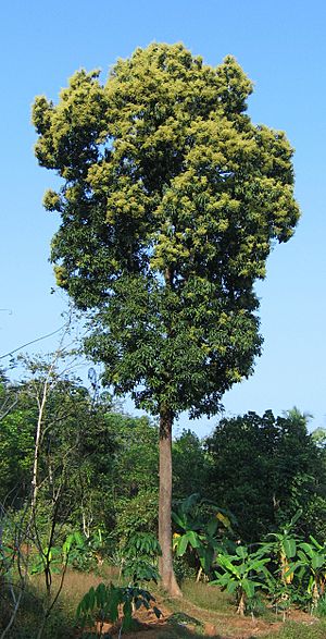 Archivo:Mango tree Kerala in full bloom