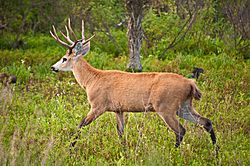 Marsh Deer, Esteros Del Ibera, Corrientes, Argentina, 3rd. Jan. 2011 - Flickr - PhillipC.jpg