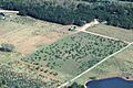 Missouri Christmas tree farm aerial view
