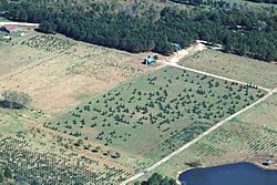 Archivo:Missouri Christmas tree farm aerial view