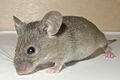 Mouse-19-Dec-2004