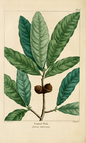 Archivo:NAS-015 Quercus imbricaria