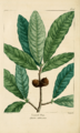 NAS-015 Quercus imbricaria