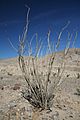 Ocotillo02262006