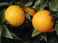 Archivo:Oranges