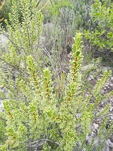 Orthosphenia mexicana 04
