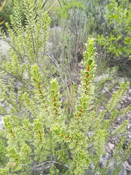 Orthosphenia mexicana 04