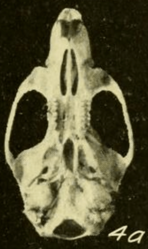 Archivo:Oryzomys couesi regillus ventral