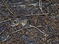 Perognathus inornatus