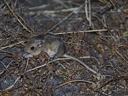 Perognathus inornatus.jpg
