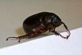 Phyllophaga commonjunebeetle