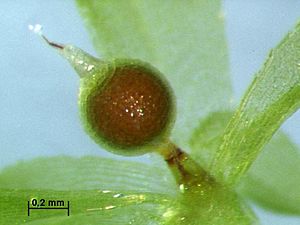 Archivo:Physcomitrella Sporophyt