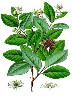 Archivo:Quillaja saponaria - Köhler–s Medizinal-Pflanzen-119