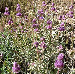 Salvia dorrii 4.jpg