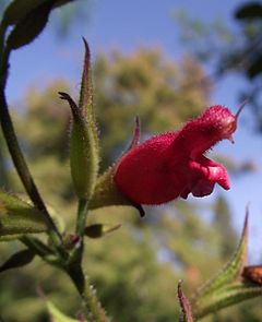 Archivo:Salvia karwinskii