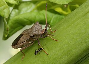 Archivo:Saumwanze, Coreus marginatus, saugt an Rhabarberstängel