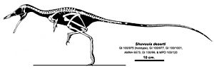 Archivo:Shuvuuia skeletal Headden