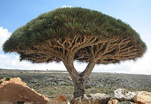 Archivo:Socotra dragon tree