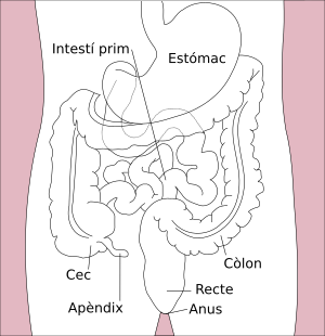 Archivo:Stomach colon rectum diagram-ca