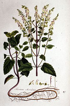Archivo:Teucrium scorodonia — Flora Batava — Volume v1