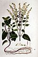 Teucrium scorodonia — Flora Batava — Volume v1
