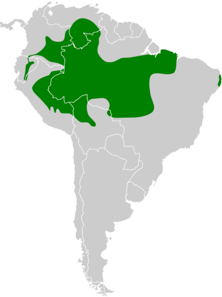 Thamnophilus aethiops map
