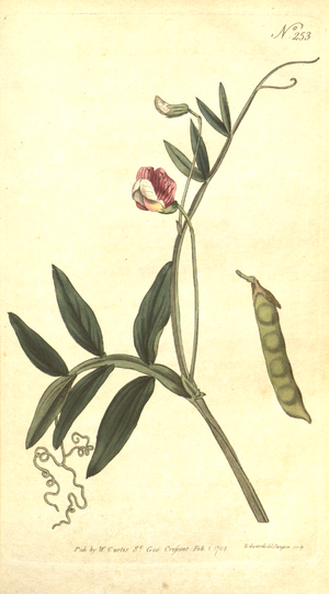 Archivo:The Botanical Magazine, Plate 253 (Volume 8, 1794)