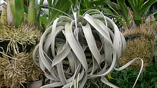 Tillandsia xerographica 3.jpg