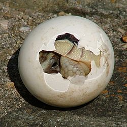 Archivo:Tortoise-Hatchling