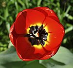 Tulipa qtl1.jpg